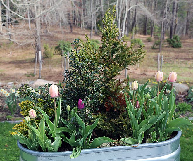 One year I planted my large deck troughs with small Cryptomeria, holly and gold cypress. I included tulip bulbs so that after enjoying the evergreens all winter I had bulbs to smile about in the spring. The evergreens are now growing well in other parts of my yard.