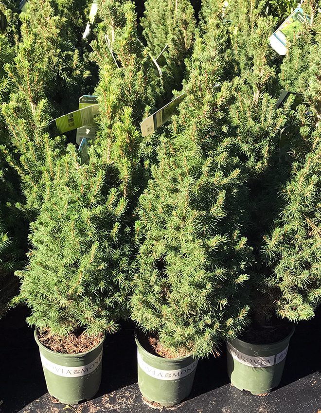 The most popular evergreen for containers is the Dwarf Alberta Spruce. These will live in a  pot for years, so they are a good choice to plant in the center of a whisky barrel if you want a plant to leave in place.