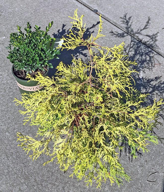 For contrast, combine a needled evergreen with a broad-leaf evergreen. Here are a gold thread cypress and a boxwood. 