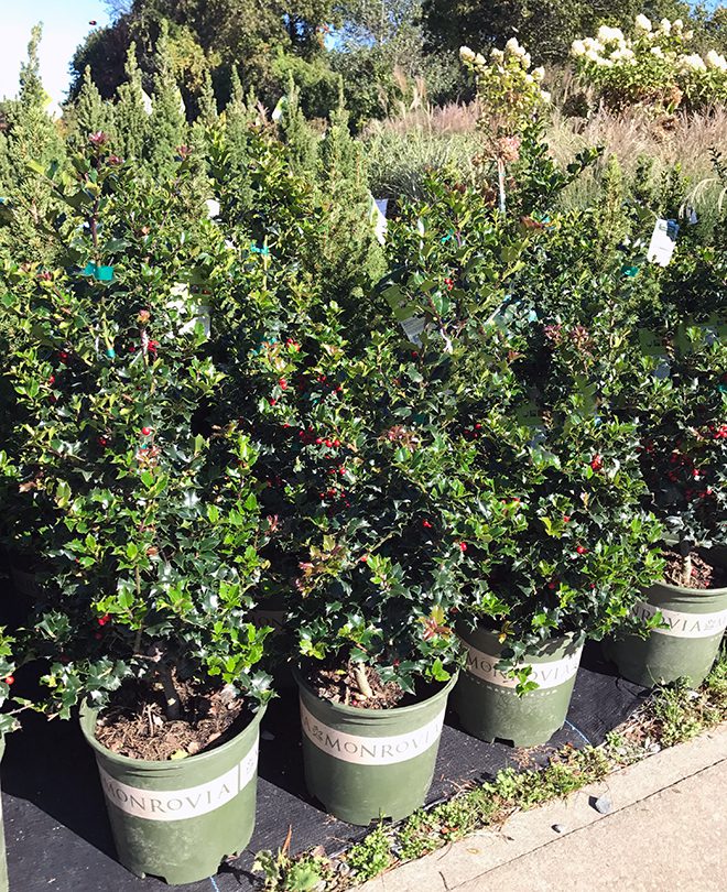 Holly is another favorite for pots and large boxes. This Red Beauty holly is one that stays fairly narrow so it is good for a container and for landscapes. 