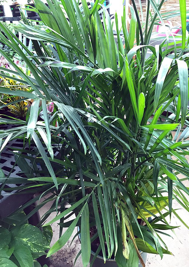 Palms are safe for pets and provide tall greenery indoors.