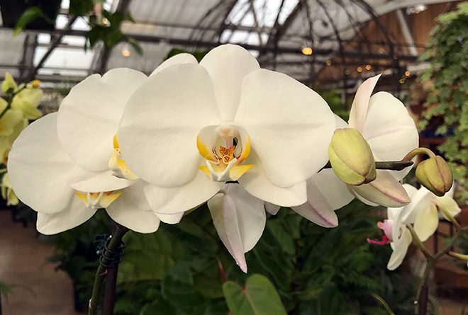 Not only are Phalaenopsis orchids available most of the year, but they are long-flowering and pet friendly!