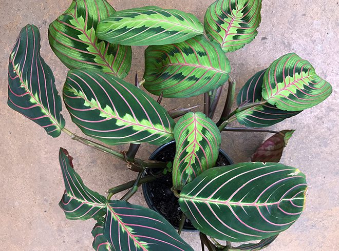 Prayer plants are so named because the leaves close together like "praying hands" at night. They are colorful and pet friendly too.