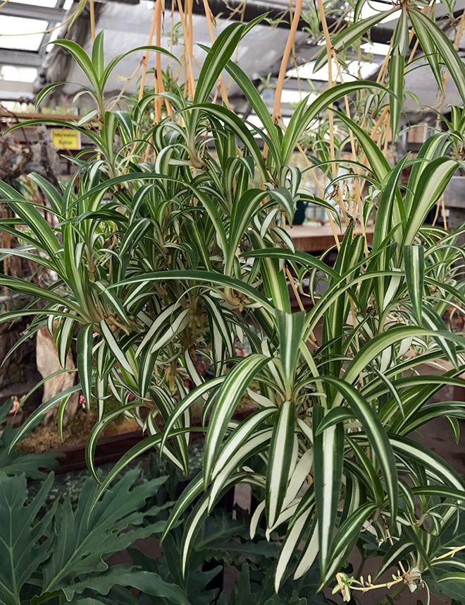 Spider plants are one of the easiest plants to grow indoors. 