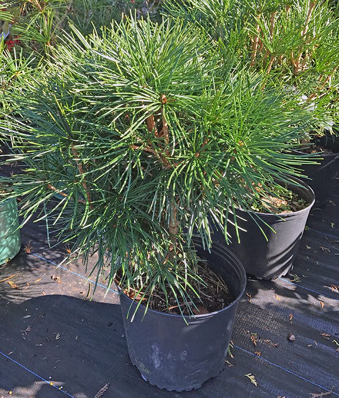 A Japanese umbrella pine will grow too large to leave in a container for long, but it can be enjoyed all winter and then planted in the yard come spring.