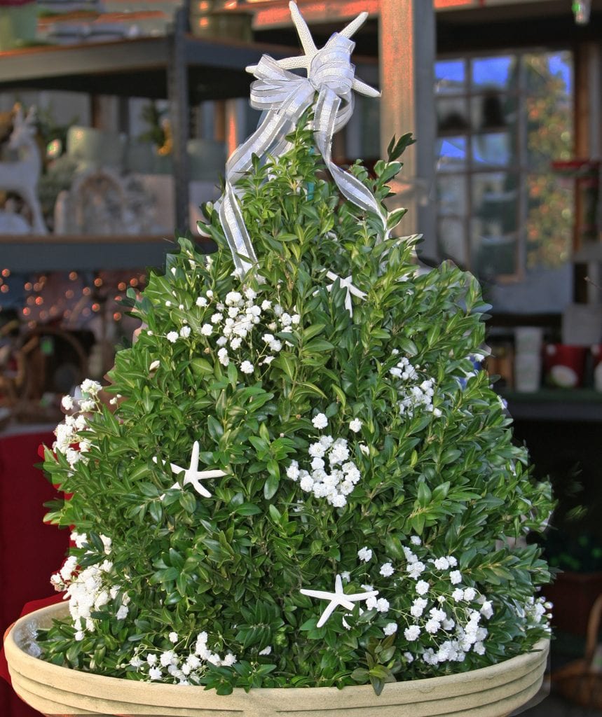 This is a boxwood tree decorated with small starfish and fresh baby's breath flowers. To keep these trees looking good for months, water from the top every two days. In order to get them well watered, carry the tree to the sink so that a lot of water can be poured over the oasis block.