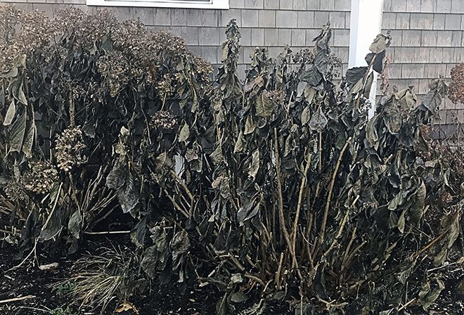 Many Hydrangea shrubs look like they're decorated with dead bats for Halloween!