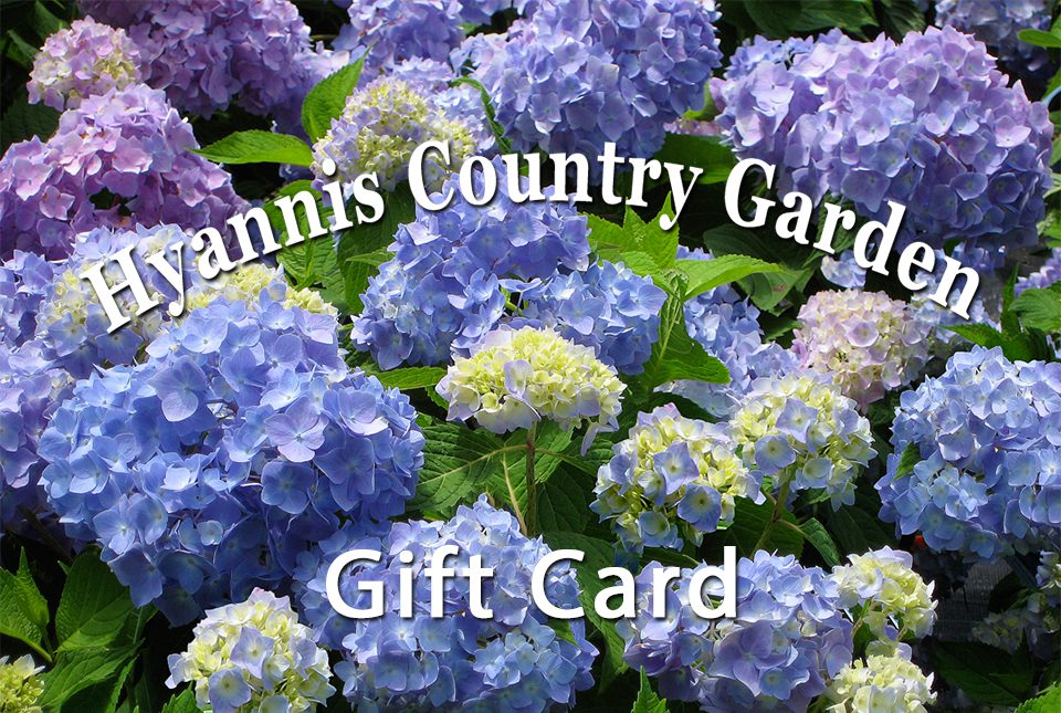 Gift Certificate - Hyannis Country Garden