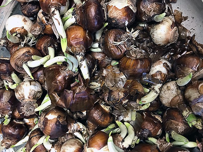 Select bulbs that are firm and have a green sprout. Don't worry that the sprout might be curved when you buy the bulb...it will straighten out as the plant develops roots and grows. 