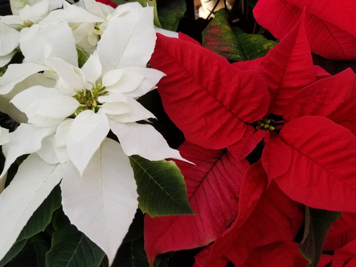 Poinsettia Skin Rash : In severe reactions, there are more serious ...