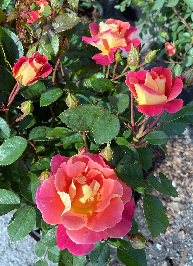 Grow A Rose Garden - Hyannis Country Garden