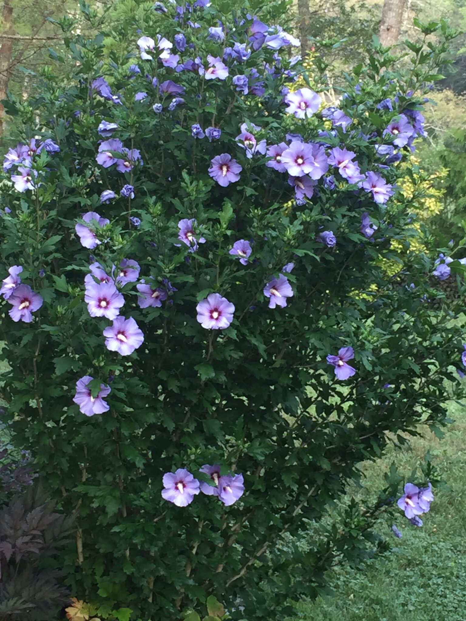 blue rose of sharon tree