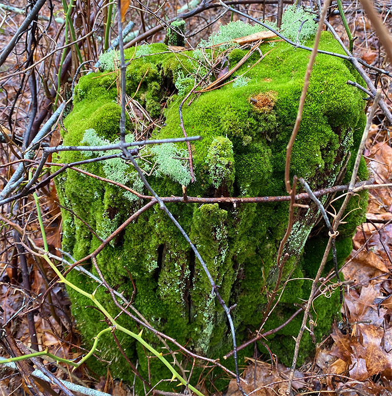 The Truth About Moss  Dispelling Moss Myths